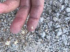 Nemacladus rubescens