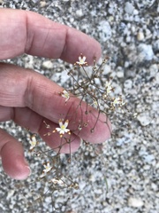 Nemacladus rubescens