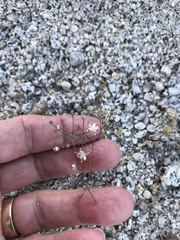 Nemacladus rubescens