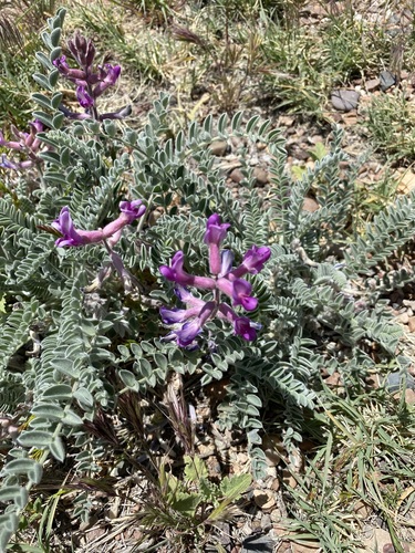 Woolly Locoweed