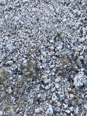 Nemacladus rubescens