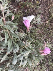 Oenothera deltoides