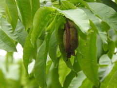 Myotis formosus flavus