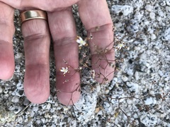 Nemacladus rubescens