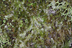 Lophocolea semiteres