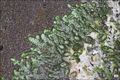 Frullania clavata