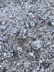 Nemacladus rubescens