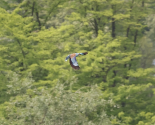 European Roller