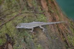Anolis sagrei