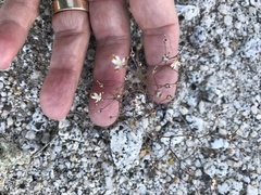 Nemacladus rubescens