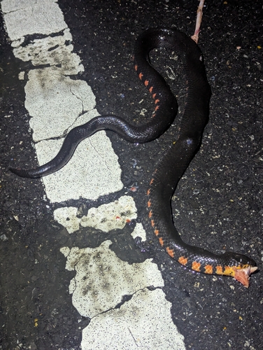 Mudsnake