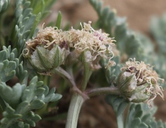 Vesper montanus