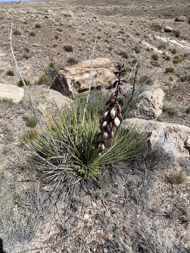 Yucca baileyi