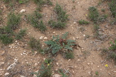 Vesper montanus