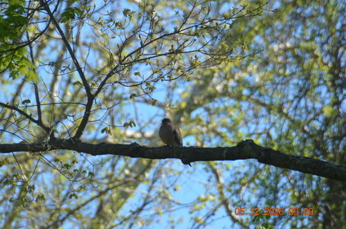 Mourning Dove observed by sciak