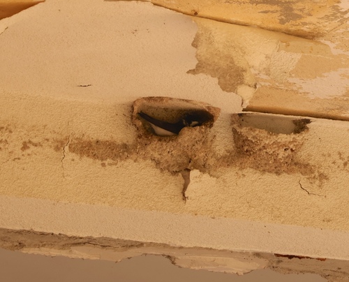 Western House Martin