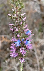 Andersonia caerulea