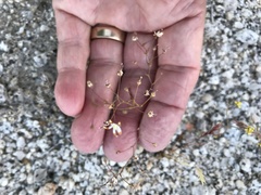 Nemacladus rubescens