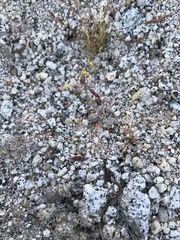 Nemacladus rubescens