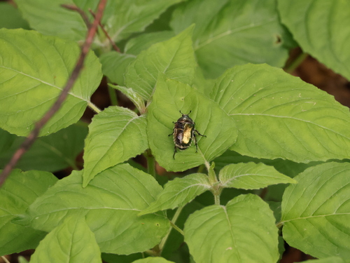 European Rose Chafer