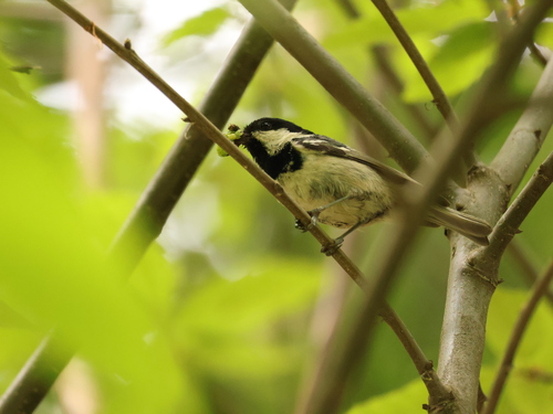 Coal Tit