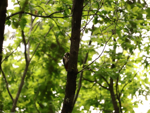 Great Spotted Woodpecker