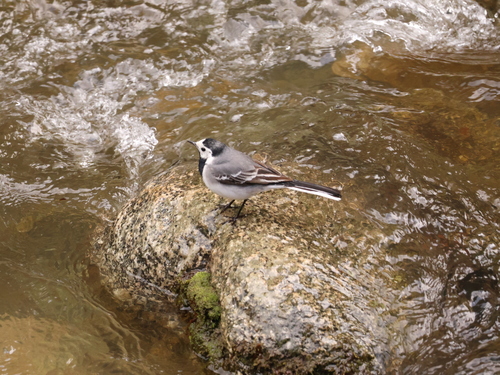 White Wagtail