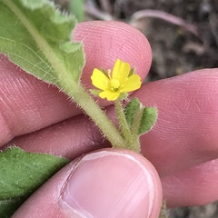 Camissoniopsis lewisii
