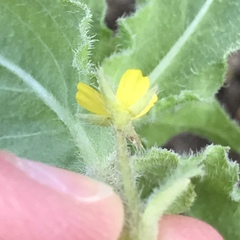 Camissoniopsis lewisii