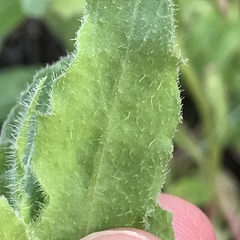 Camissoniopsis lewisii