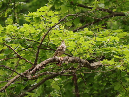 Mistle Thrush