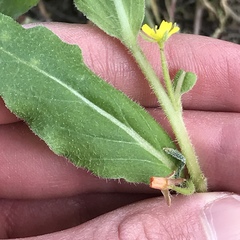 Camissoniopsis lewisii