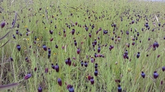 Porophyllum linaria