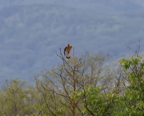Eurasian Kestrel