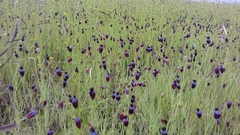 Porophyllum linaria