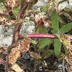 Camissoniopsis lewisii