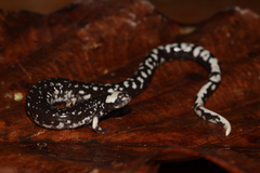 Los Diamantes Worm Salamander photo 1