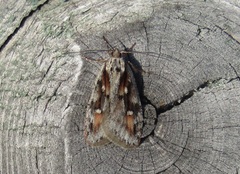Semioscopis oculella