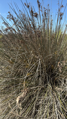 spiny rush