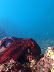 Reef Octopus