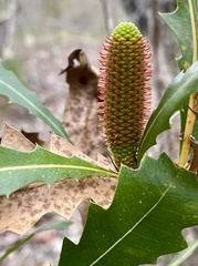 Banksia quercifolia