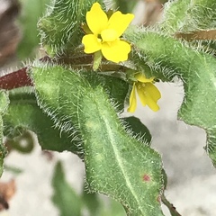 Camissoniopsis lewisii