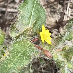 Camissoniopsis lewisii