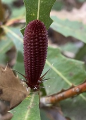 Banksia quercifolia