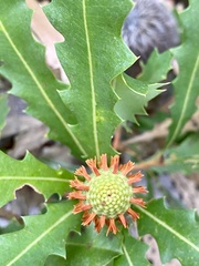 Banksia quercifolia
