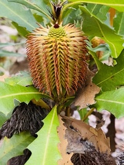 Banksia quercifolia