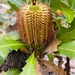 Oak-Leaved Banksia - Photo (c) Loxley Fedec, some rights reserved (CC BY-NC)