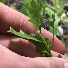 Baccharis pilularis consanguinea