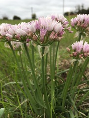 Allium perdulce sperryi