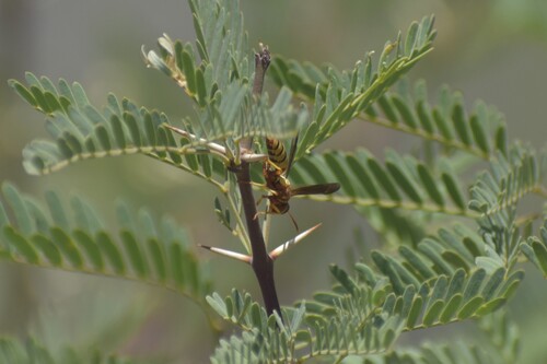 California Paper Wasp